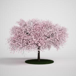 桃树、桃花树、乔木