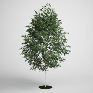 阔叶树、乔木