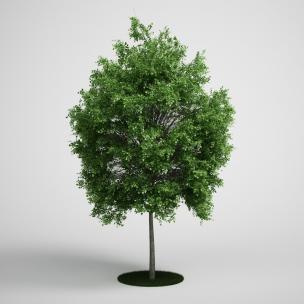 道旁树木、乔木植物