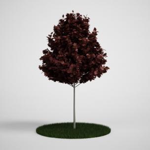 红叶树木、乔木植物
