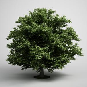 低矮景观树木
