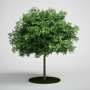 矮小景观树木、乔木