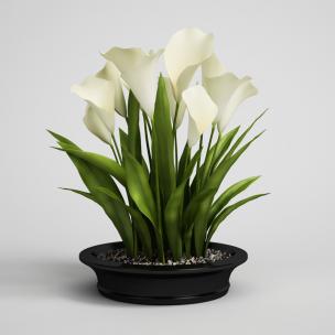 大盆马蹄莲盆栽花卉、花艺