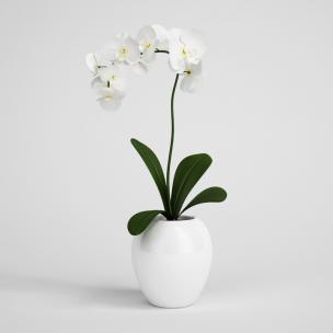 白色蝴蝶兰花瓶花卉、花艺