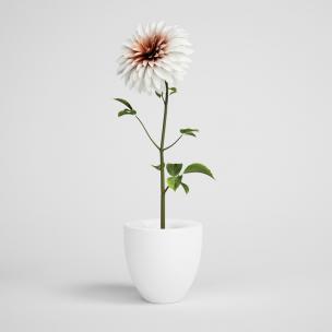 白色大理花盆栽花卉、花艺