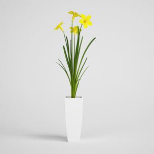 五瓣小黄花、盆栽花卉