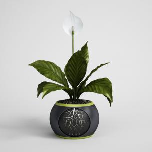 白鹤芋盆栽花卉