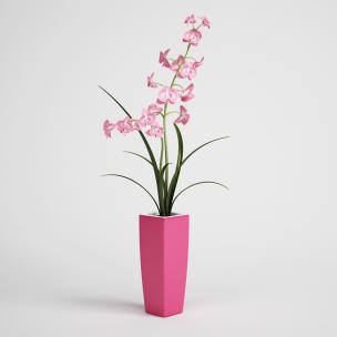 粉红蝴蝶兰、花瓶花卉
