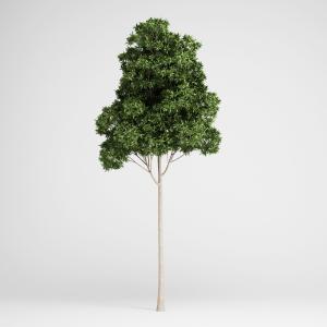 细高、小碎叶景观植物树木