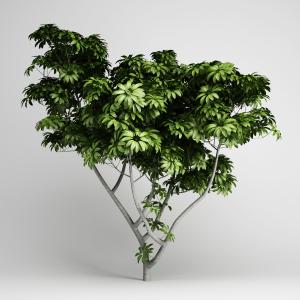 七叶树、景观绿植树