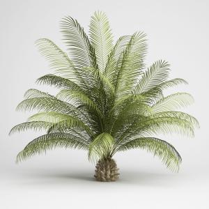黄绿叶子铁树、灌木植物