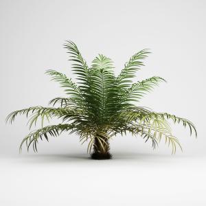 铁树、热带植物树、灌木