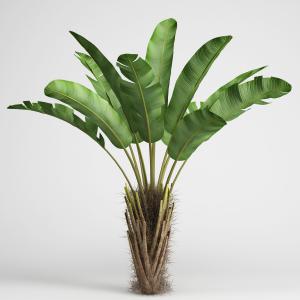 旅人蕉、景观植物、绿植
