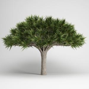 低矮象脚丝兰树、景观植物树