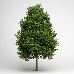 枫叶树、道旁树木、乔木