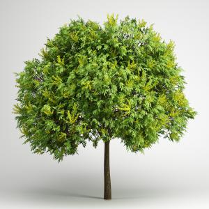 黄花高干树、道旁树木、乔木