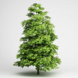 塔形槐树、景观树木