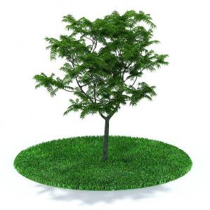 形似香椿树的景观树木