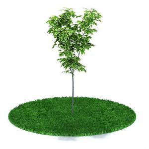 金边黄杨状景观树木
