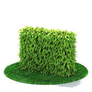 大尖叶植物墙体 景观绿植