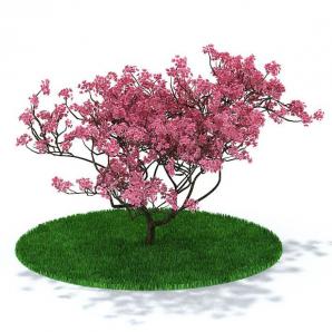 粉红色桃花状、多枝景观树木