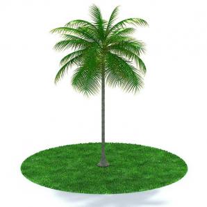 形似棕树的景观树木