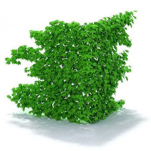 在拐角墙上的常春藤植物墙