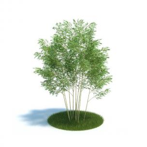 多株竹子花草植物