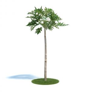 笔直的番木瓜树 灌木绿植
