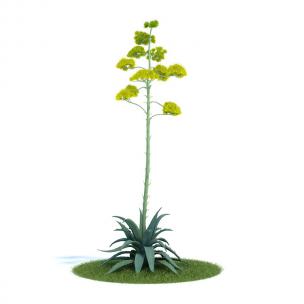 形似番麻的高花绿植 花草植物