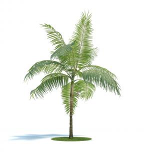 形似散尾葵的景观植物 灌木绿植