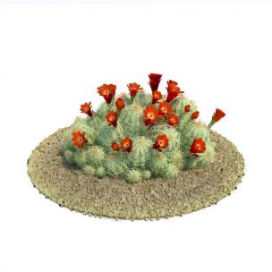 开花仙人掌 花卉植物
