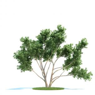 形似桉树 景观树木