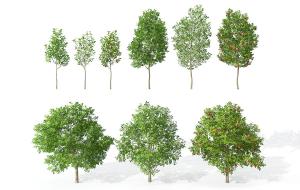 开花、结果 类似苹果树的果树