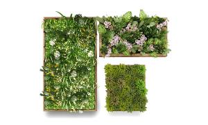 龟背竹、形似花叶冷水花的植物花卉画框墙