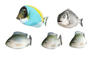 海里的鱼、河里的鱼