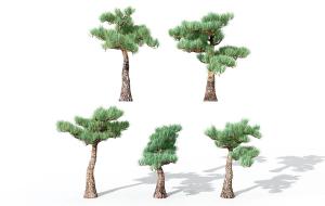 朝上长的针形叶松树 景观树木