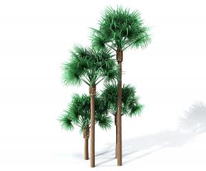 高低四棵形似棕榈的热带树木