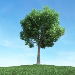 两大分叉、形似白蜡树的景观树木