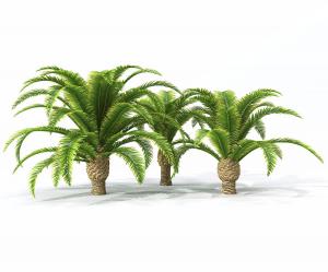 形似海枣的热带树木