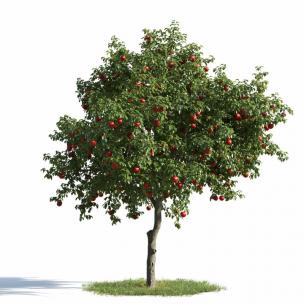 结满果子的苹果树 景观树木