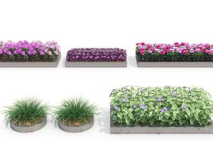 方形圆形花池中形似金钱蒲、形似碧冬茄的花卉植物