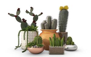 仙人球、仙人掌盆栽植物花卉