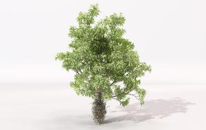 枝干缠绕藤蔓植物的景观树木