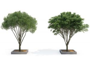 馒头柳景观树木