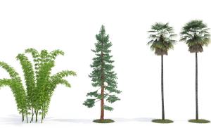 长白松、形似荚果蕨的景观树木、灌木