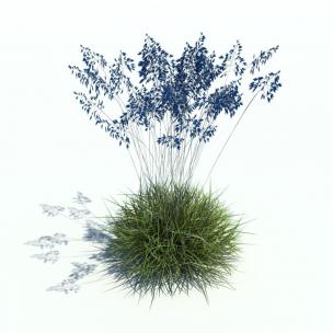 羊茅花草绿植