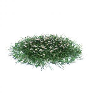 白晶菊花草绿植