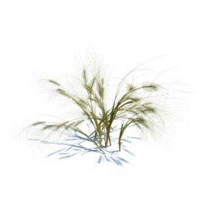 长芒稗花草绿植