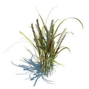 花草绿植之稗